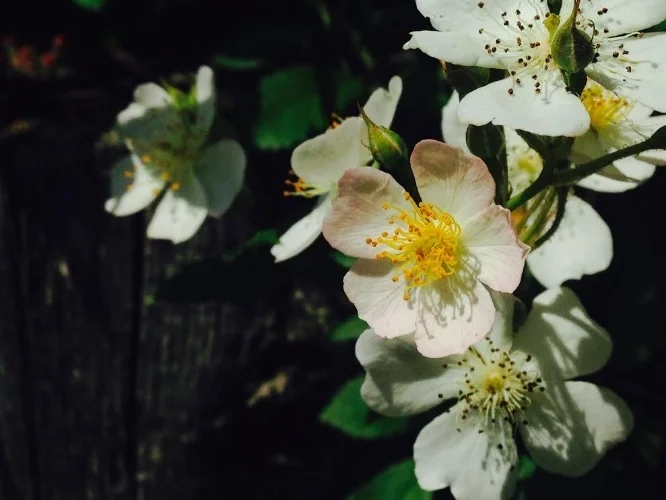 wild rose3.jpg