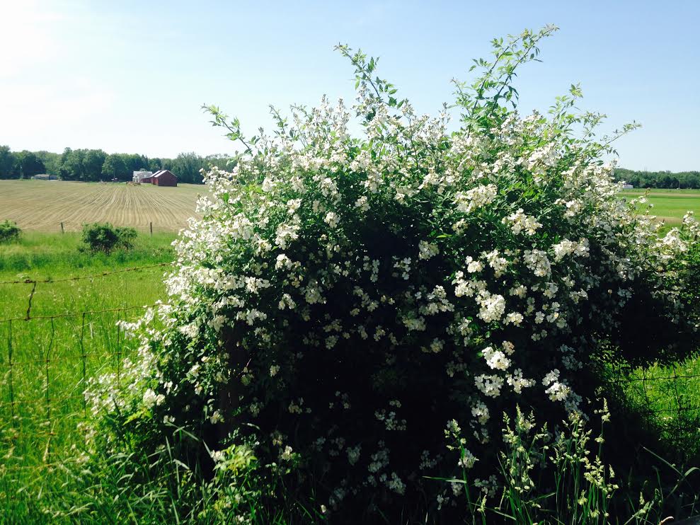Wild Rose at home