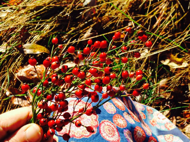 Rosa Multiflora Rose Hips