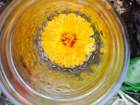 calendula flower essence.jpg