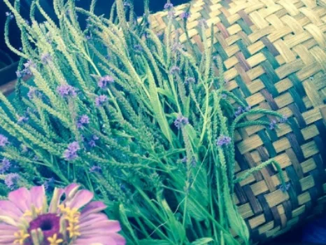 blue vervain3.jpg