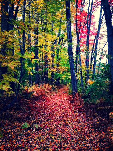 fall woods.jpg