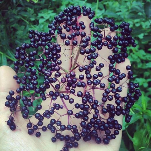 Elderberry Cordial — Milk & Honey Herbs
