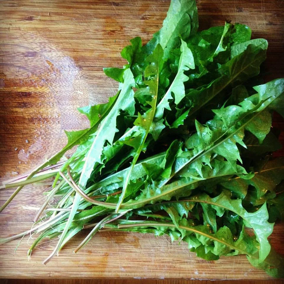 chickweed.jpg
