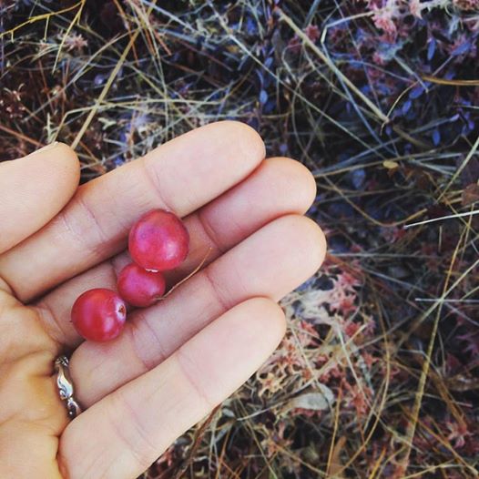 Winter-harvested Cranberry