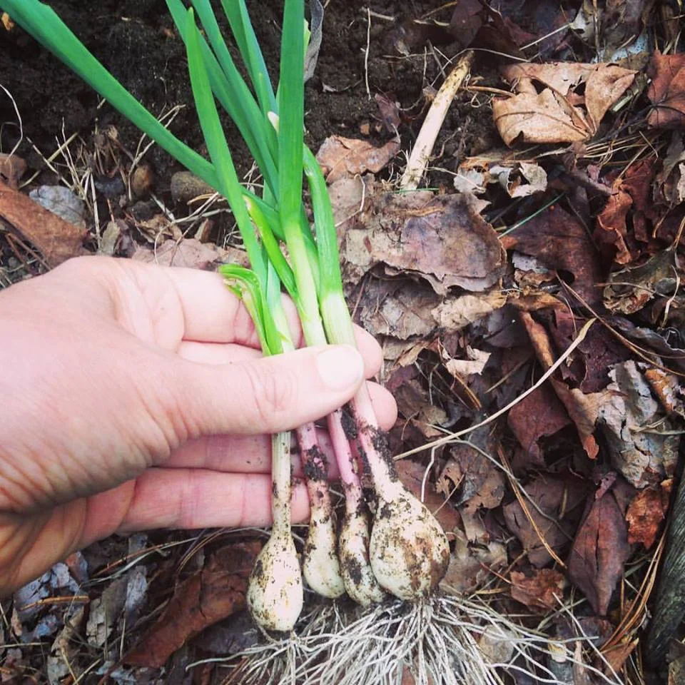Spring Garlic- an excellent alternative to Ramps!