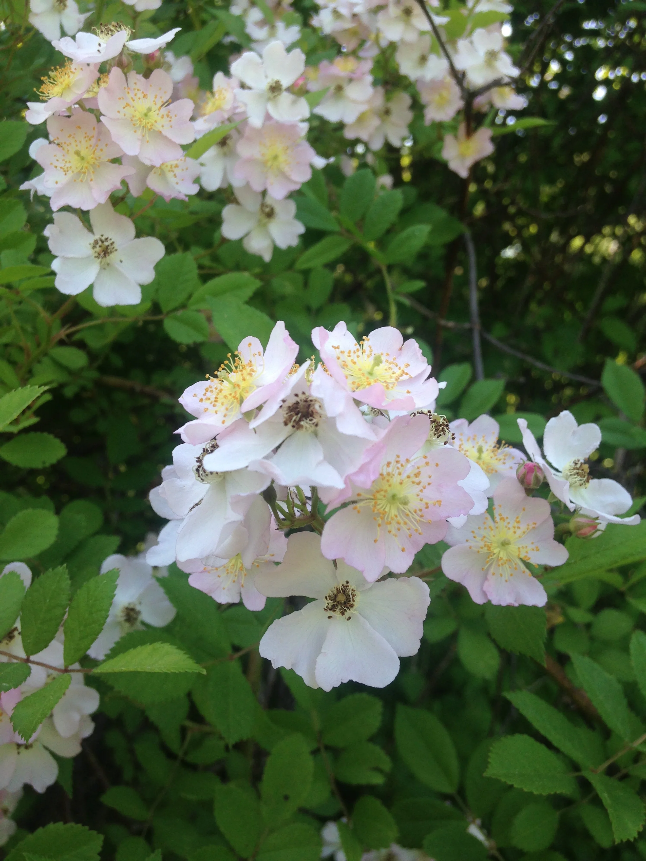 Wild Rose Elixir — Milk & Honey Herbs