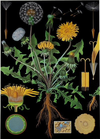dandelion botanical.png