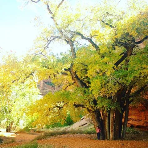 jadewithcottonwood.jpg
