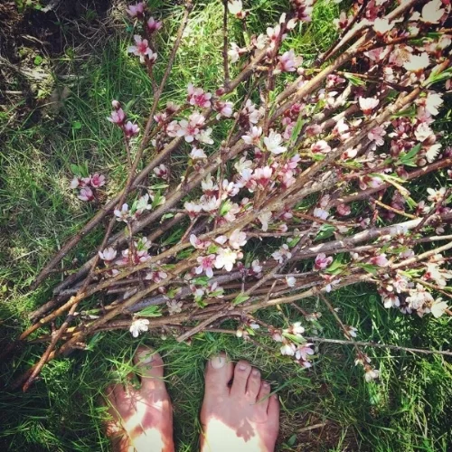 peach twig.jpg