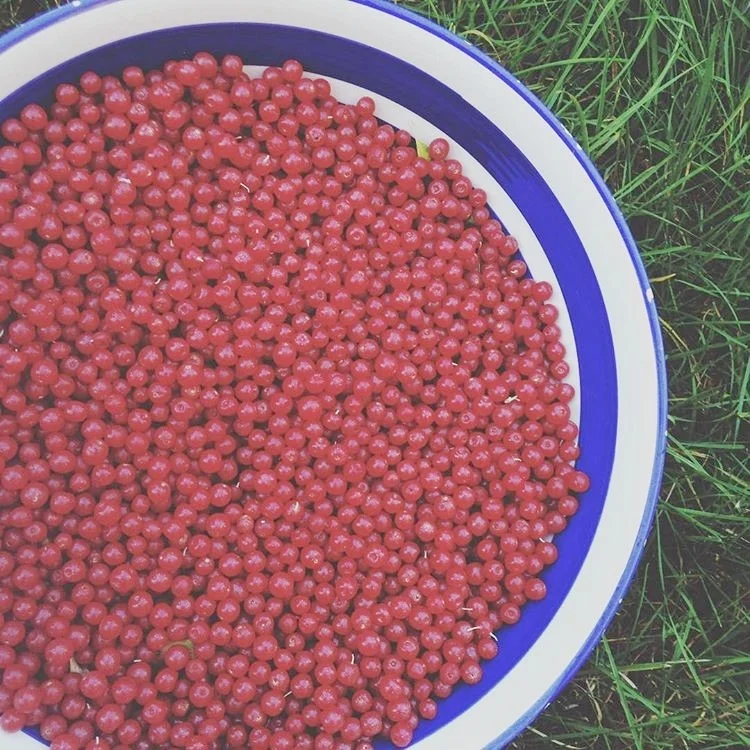 autumn olive bowl.jpg