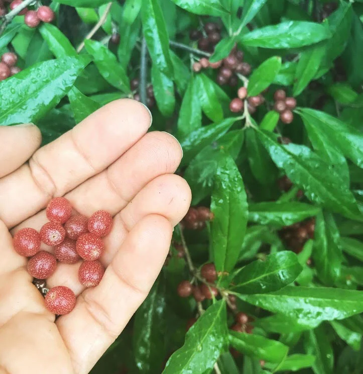 Autumn Olive & Apple Fruit Leather — Milk & Honey Herbs
