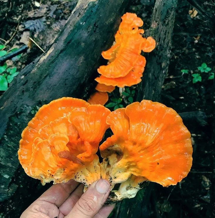 chicken of the woods.jpg