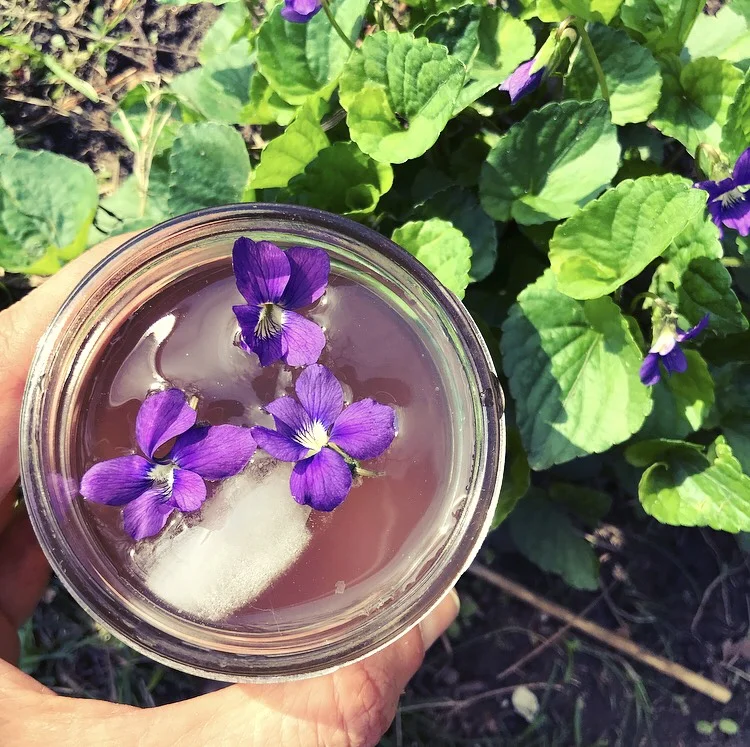Violet Flower Essence Recipe Best Flower Site