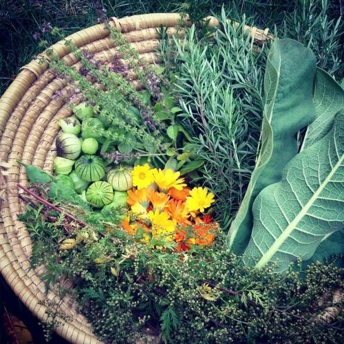 autumn harvest copy.jpg