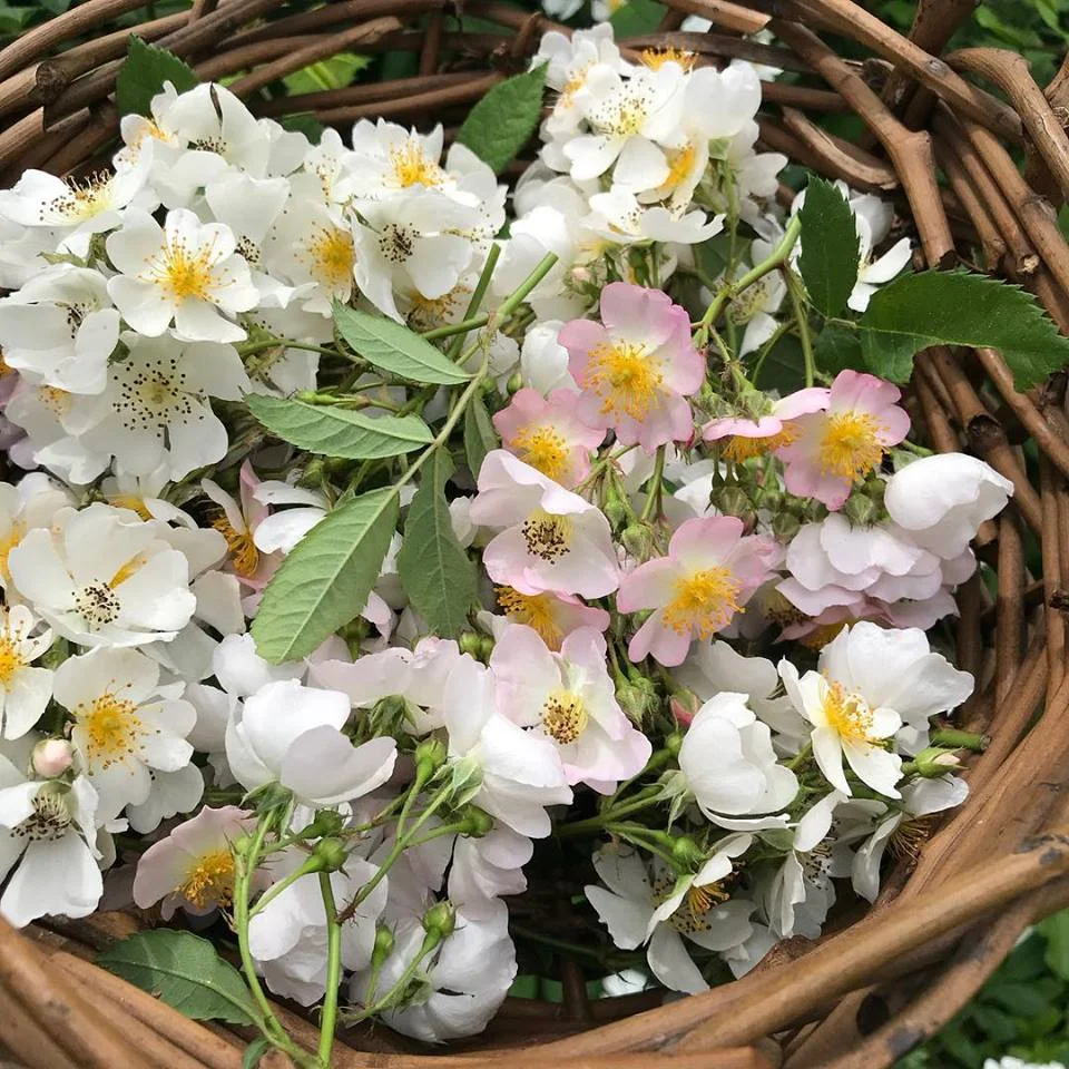 wild rose in basket.jpg