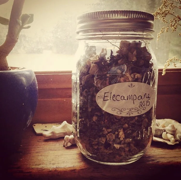 elecampane jar.jpg