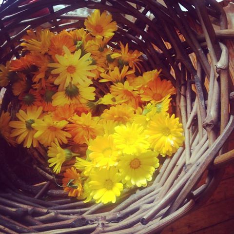 calendula.jpg