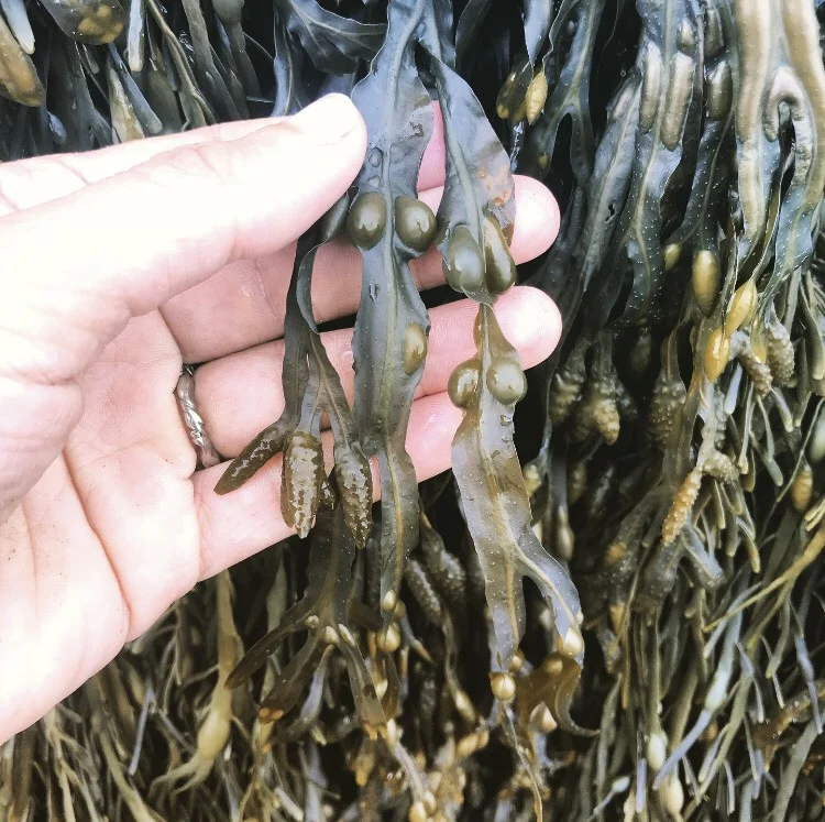 Bladderwrack (F. vesiculosis) . Note the air bladders along the mid-rib and the swollen vesicles at the tips on the fronds