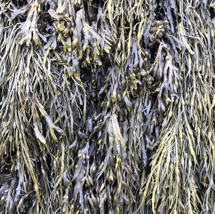 Bladderwrack growing on a cliff edge with Rockweed (Ascophyllum nodosum)