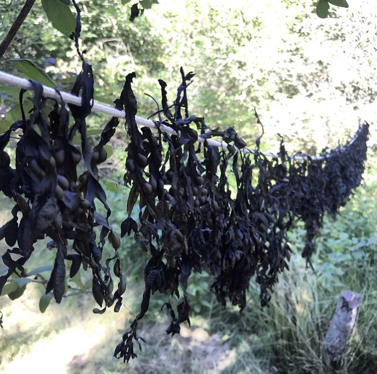 Bladderwrack hung to dry on the line