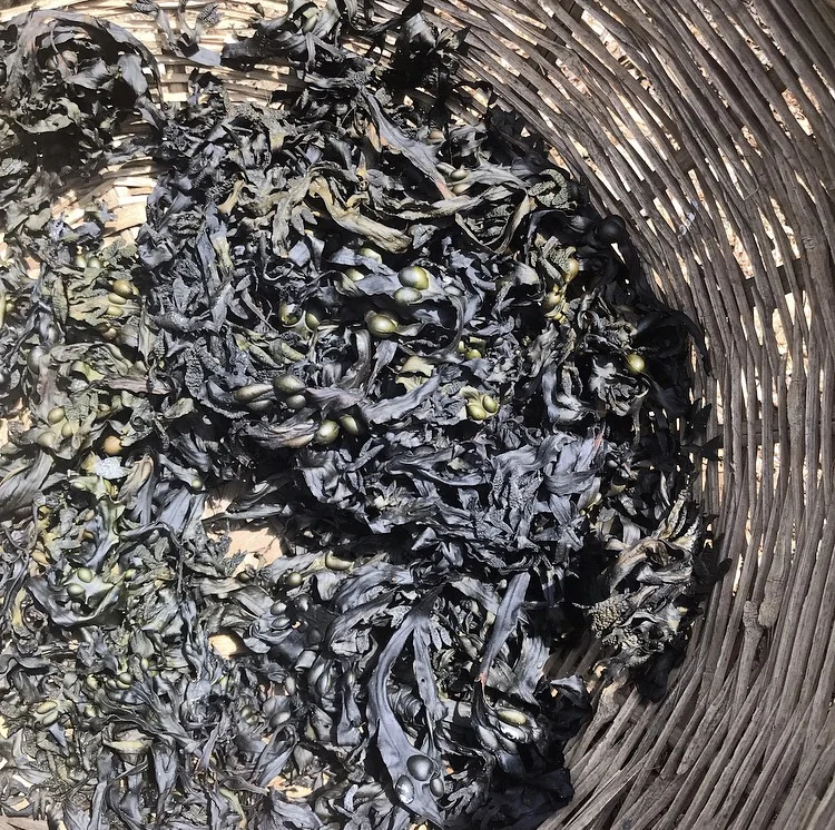 Bladderwrack drying