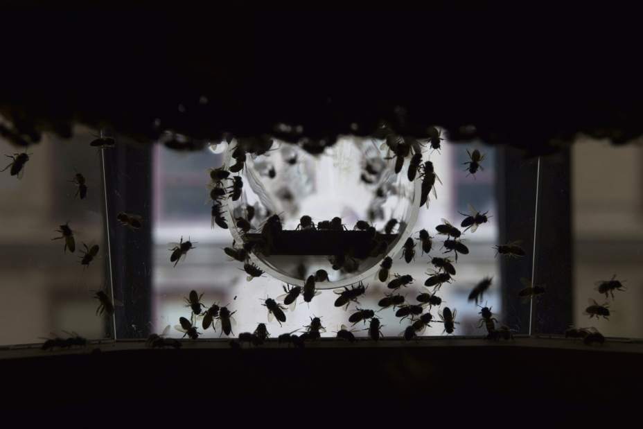 Image Credit: Jasmine Goldband