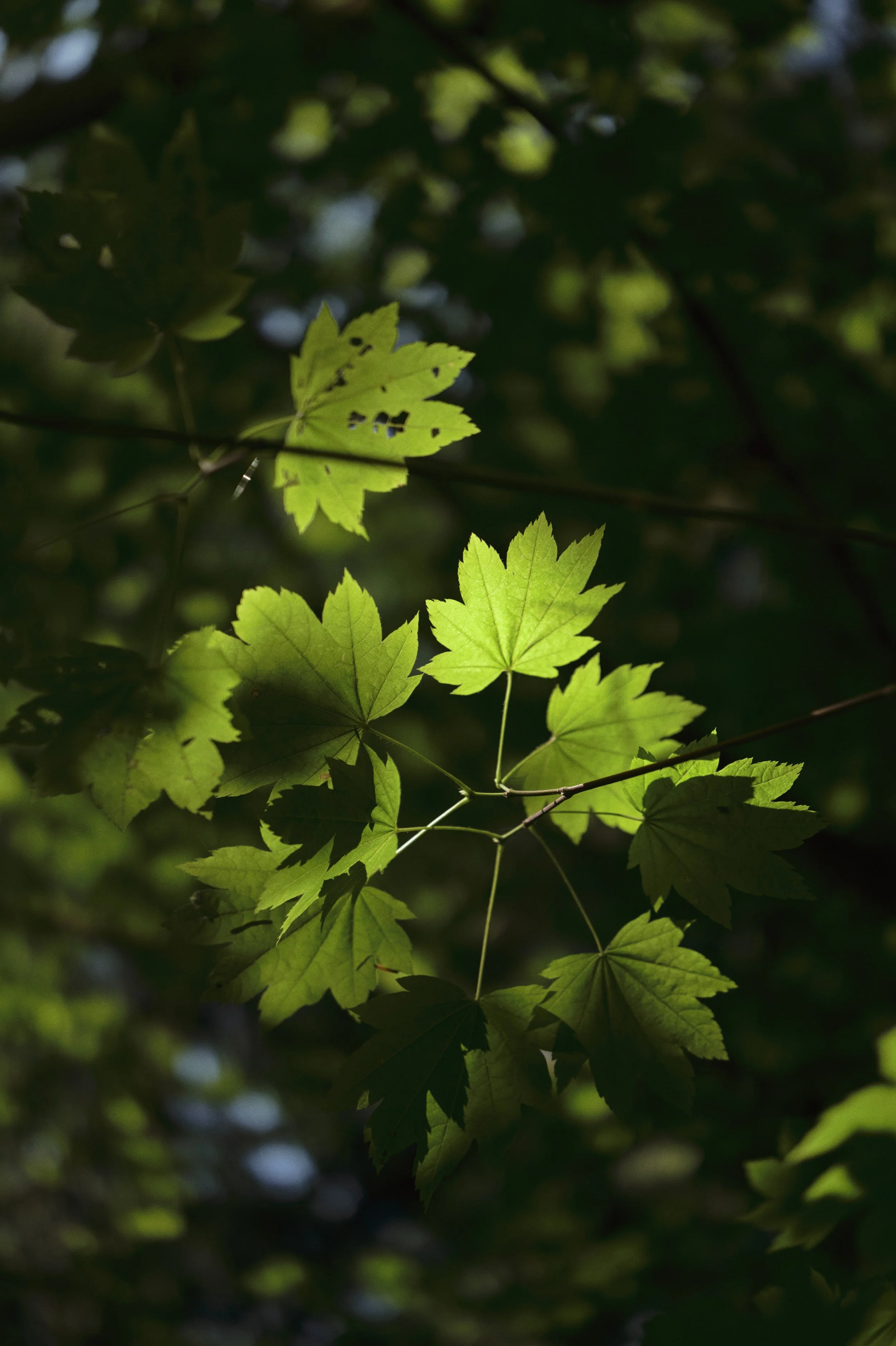 250911-14-58-02-LEICA Q3 43-T1011693-EDIT.jpg