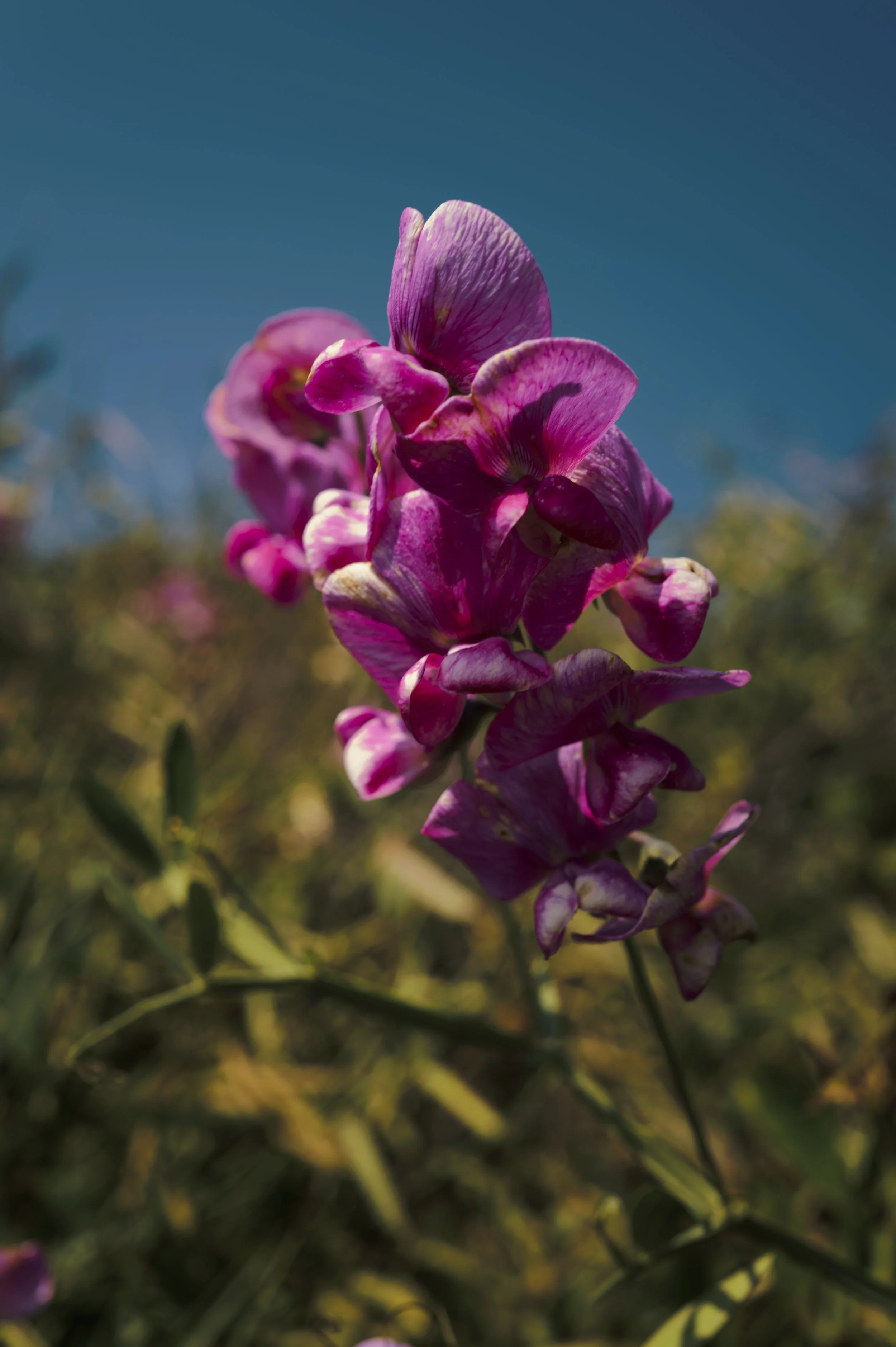 250913-18-17-05-LEICA Q3 43-T1012199-EDIT.jpg