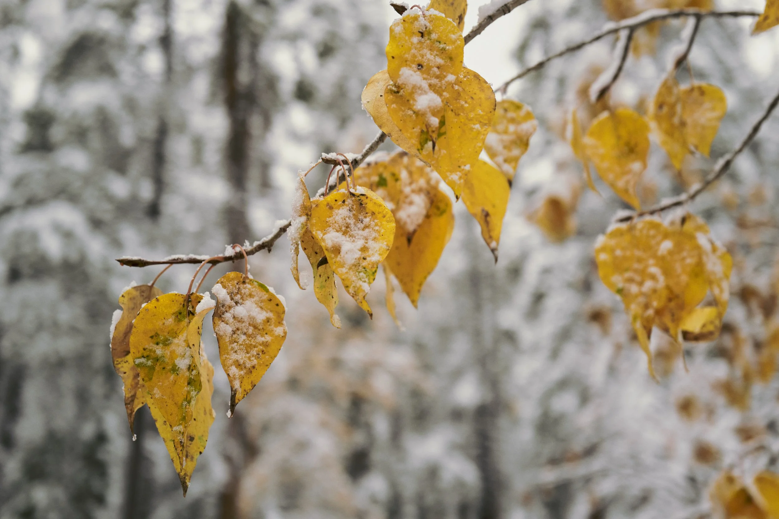 251012-14-58-20-LEICA Q3 43-T1021457-EDIT.jpg