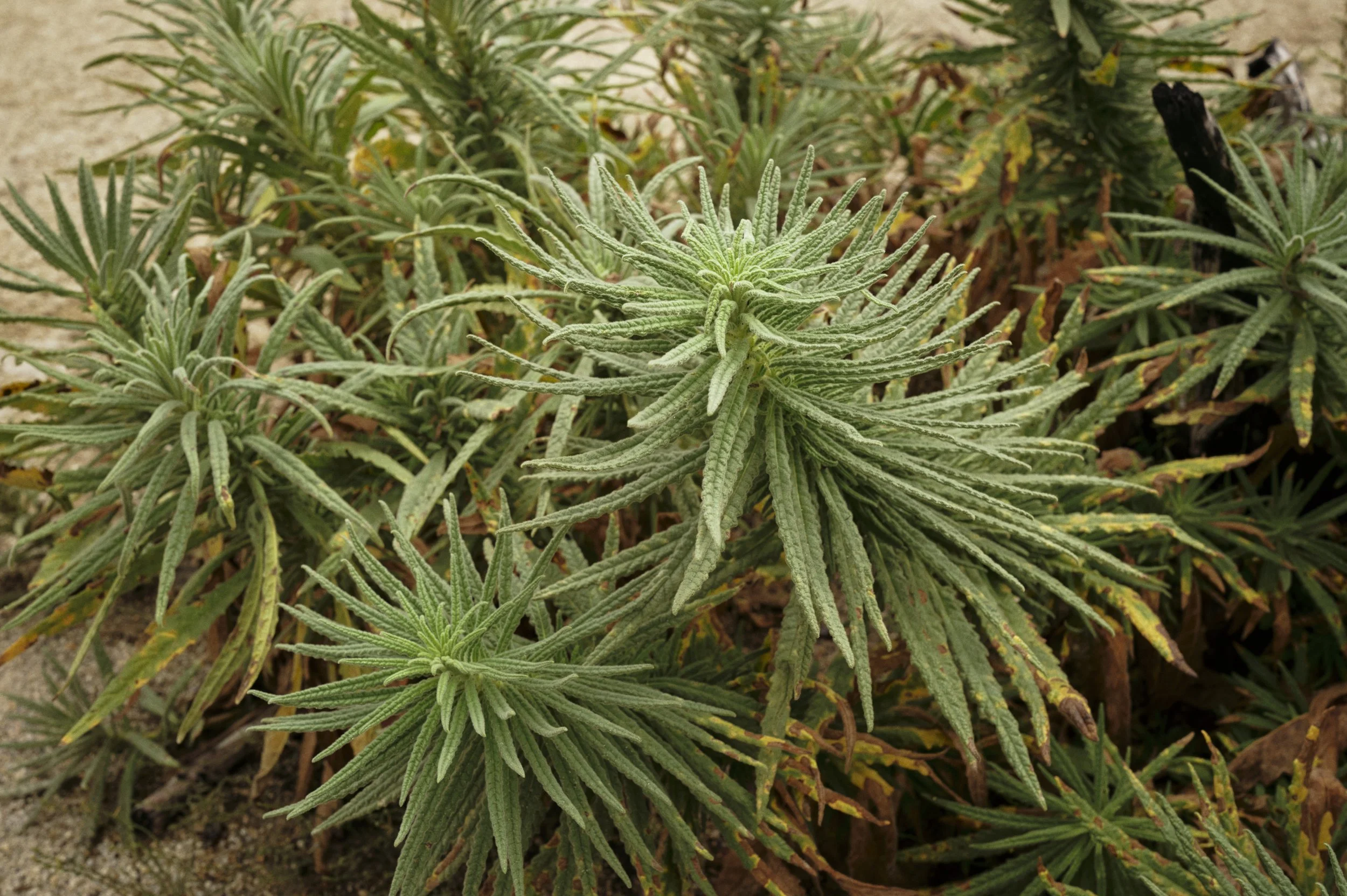 250919-14-37-27-LEICA Q3 43-T1020409-EDIT.jpg