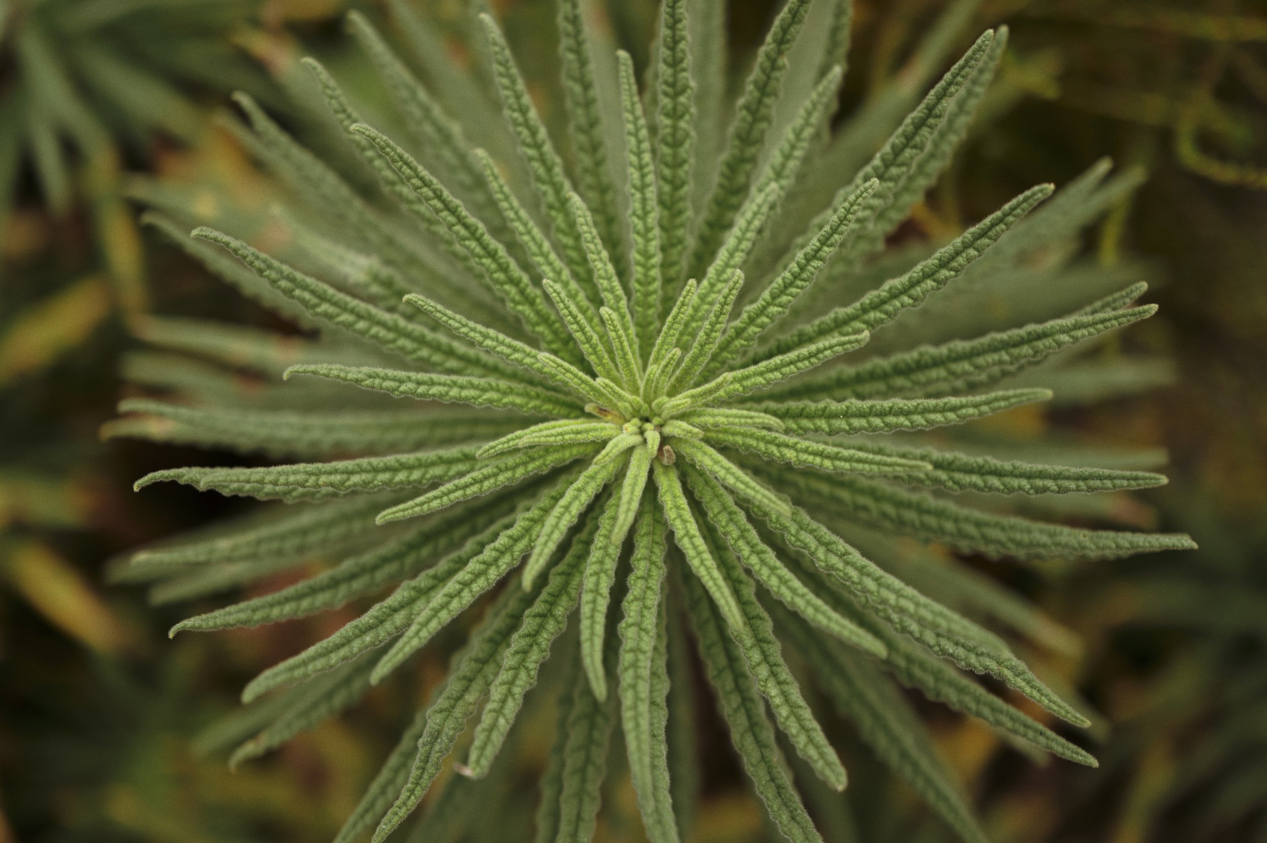 250919-14-37-57-LEICA Q3 43-T1020413-EDIT.jpg