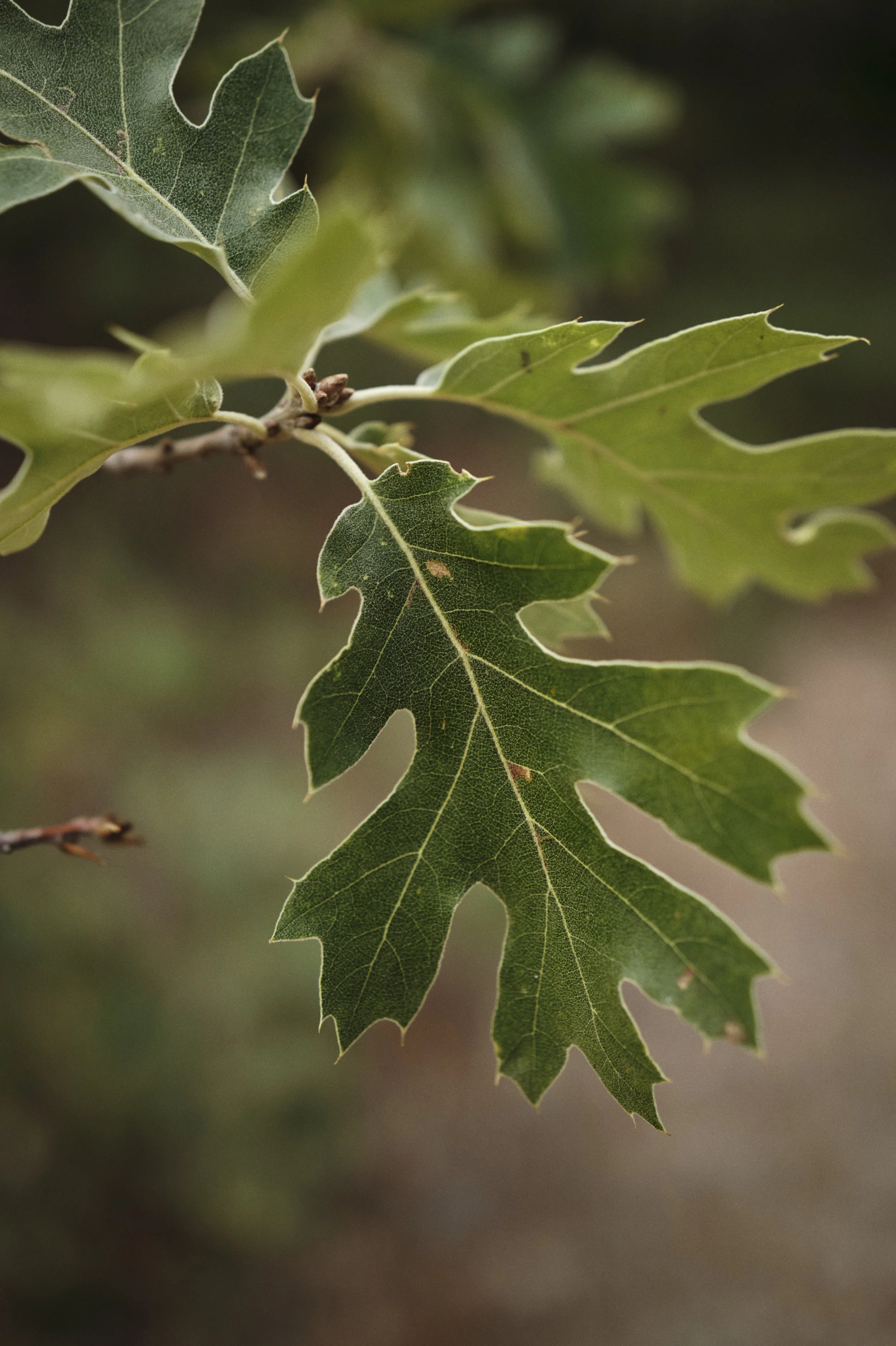 250919-16-15-38-LEICA Q3 43-T1020507-EDIT.jpg