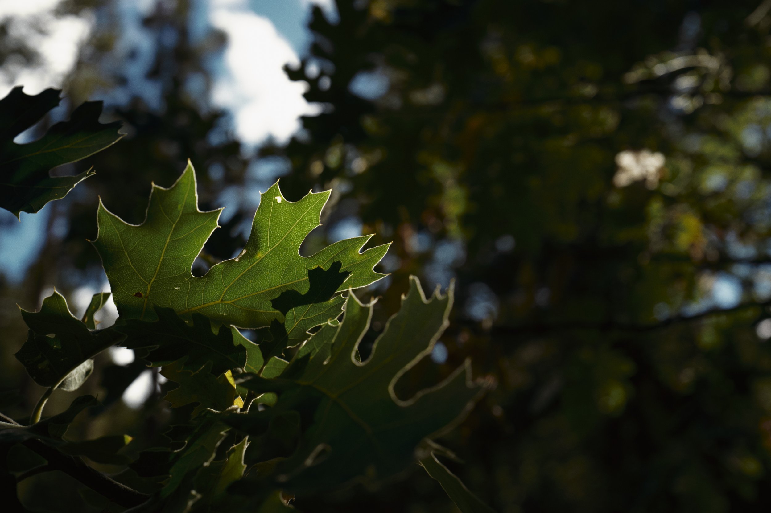 250919-19-16-02-LEICA Q3 43-T1020587-EDIT.jpg