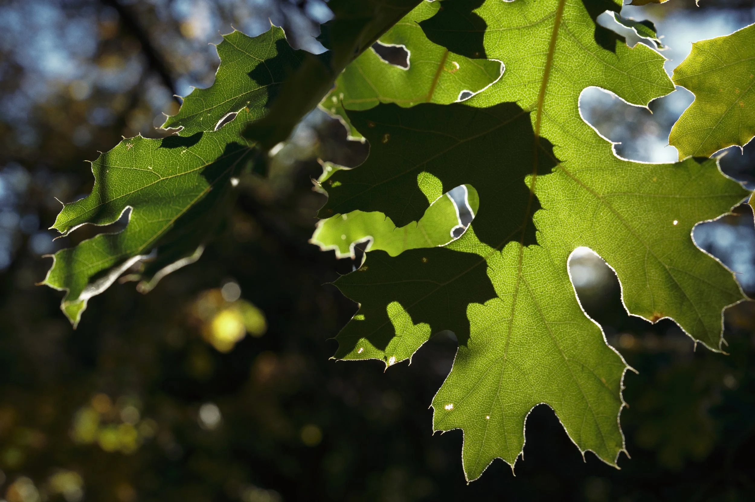 250919-20-08-49-LEICA Q3 43-T1020671-EDIT.jpg