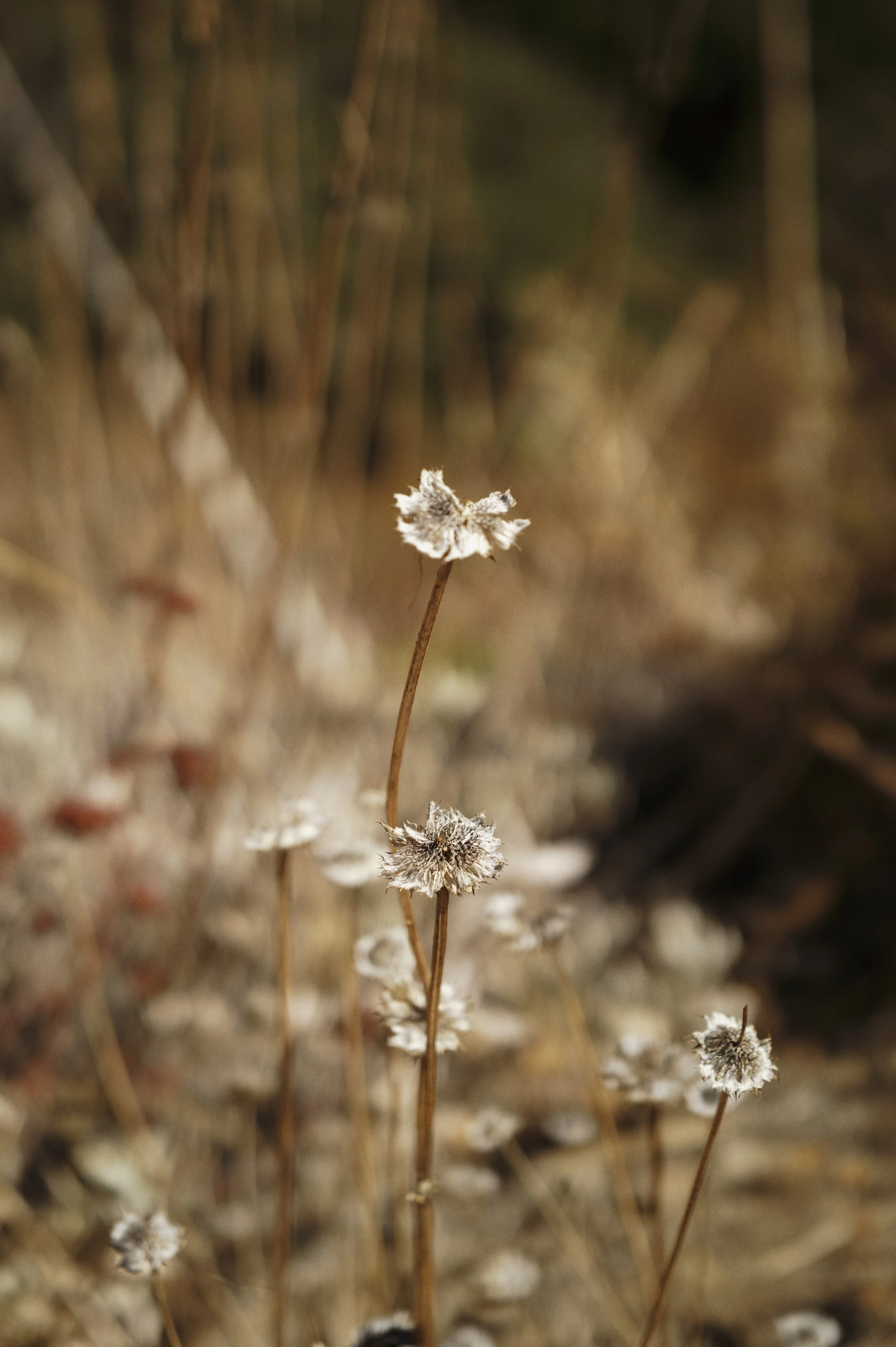 250920-17-36-28-LEICA Q3 43-T1020818-EDIT.jpg