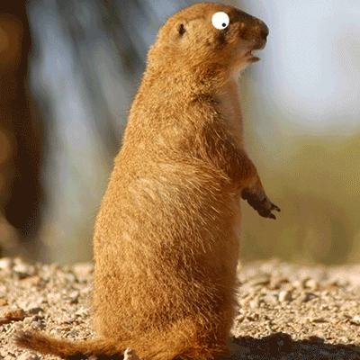 Office_groundhog.gif