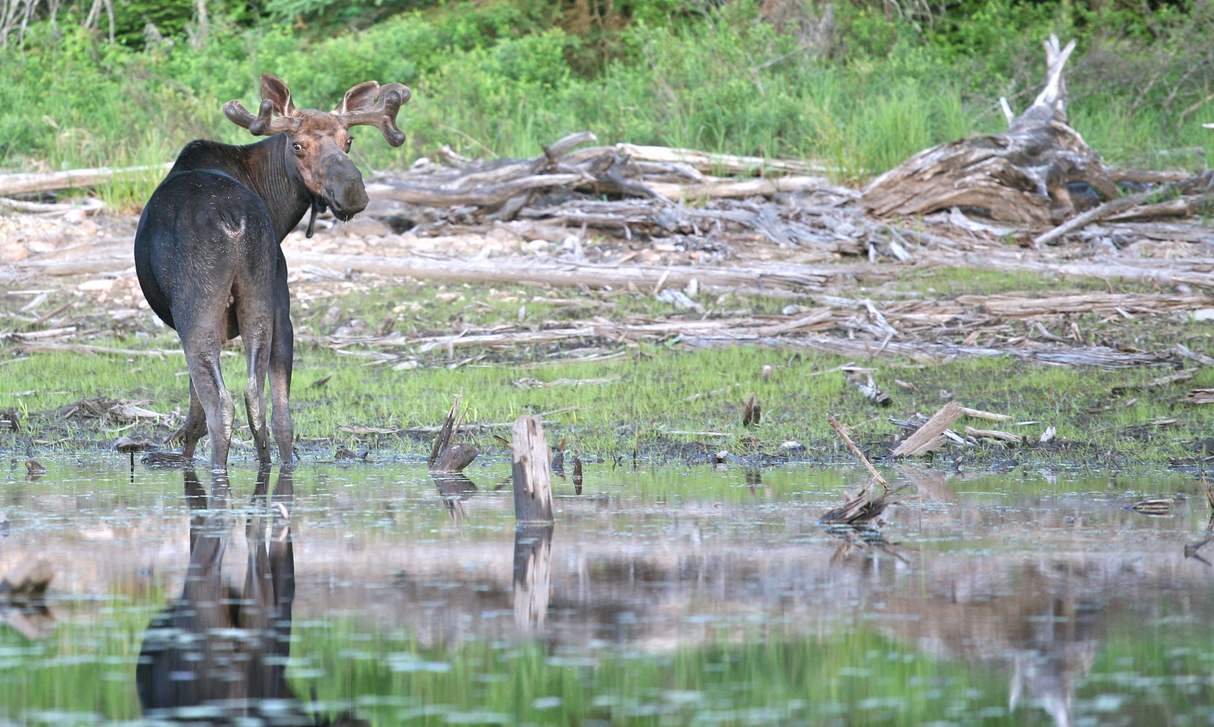 Moose camping trip