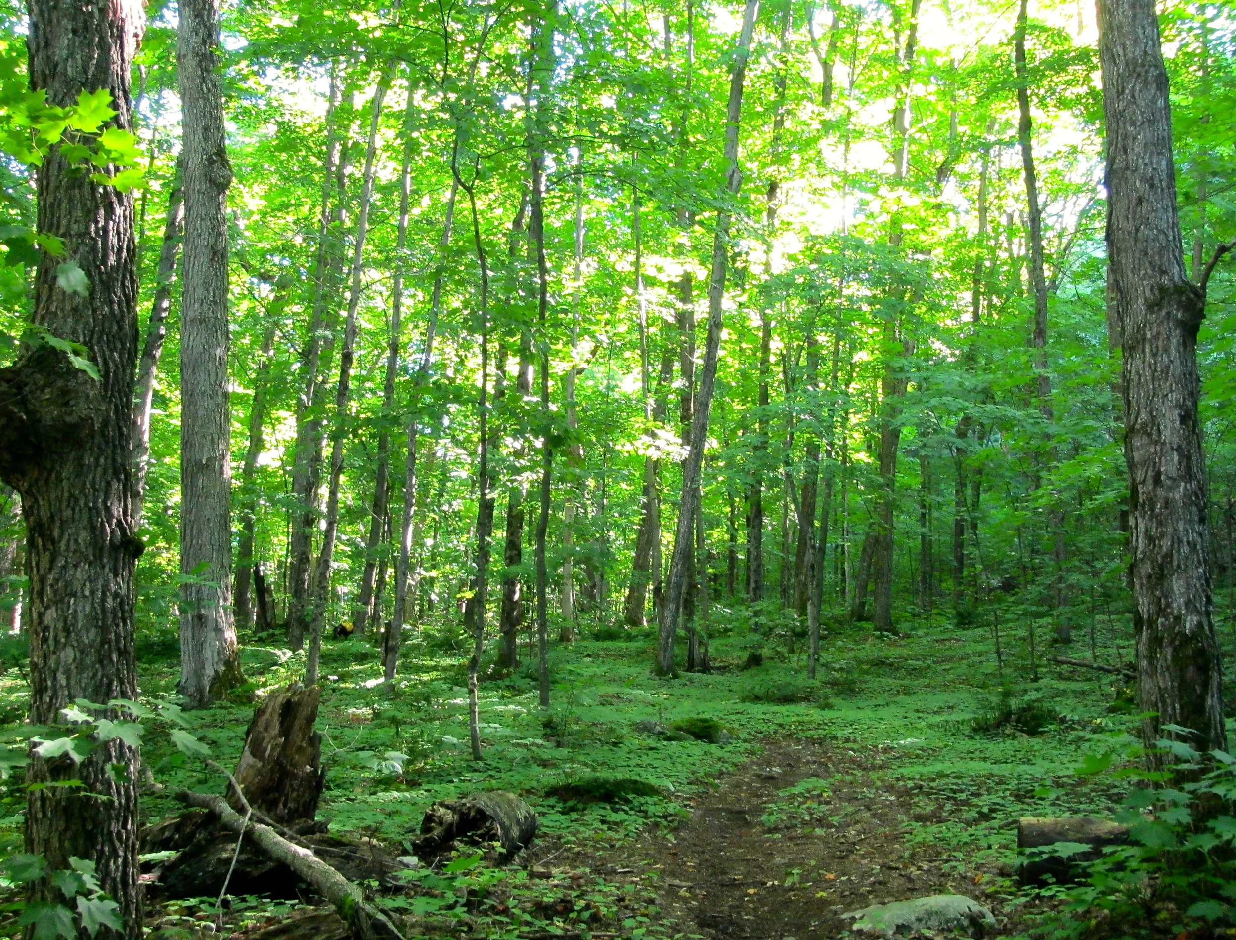 The "saddle portage" between Grace and Nellie Lake.