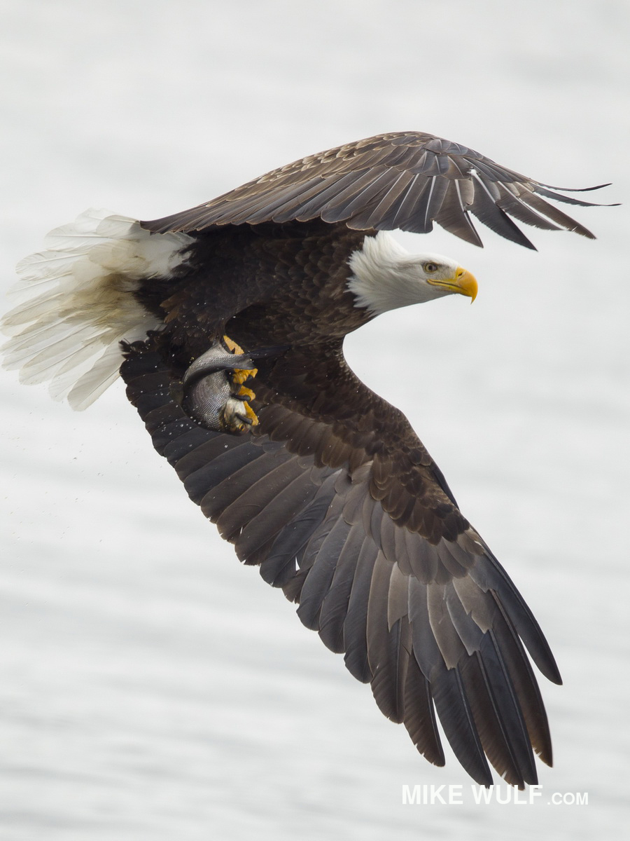 wulf_baldeagle_005.jpg