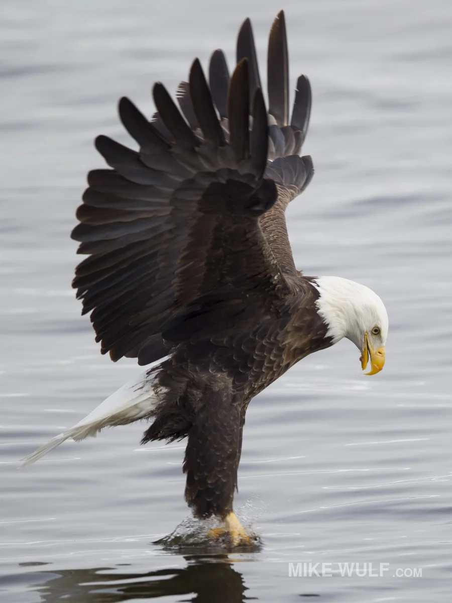 wulf_baldeagle_016.jpg