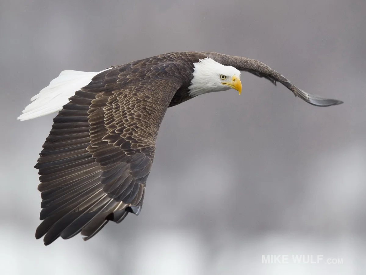wulf_baldeagle_008_resize.jpg