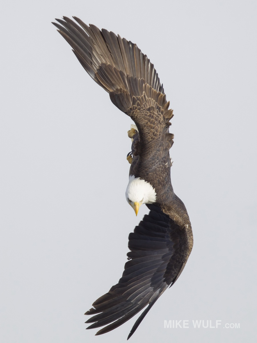 wulf_baldeagle_030.jpg