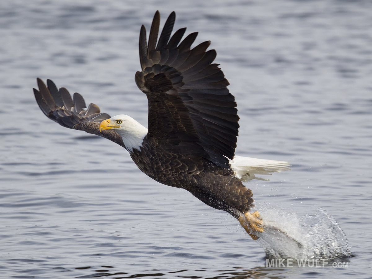 wulf_baldeagle_074_resize.jpg