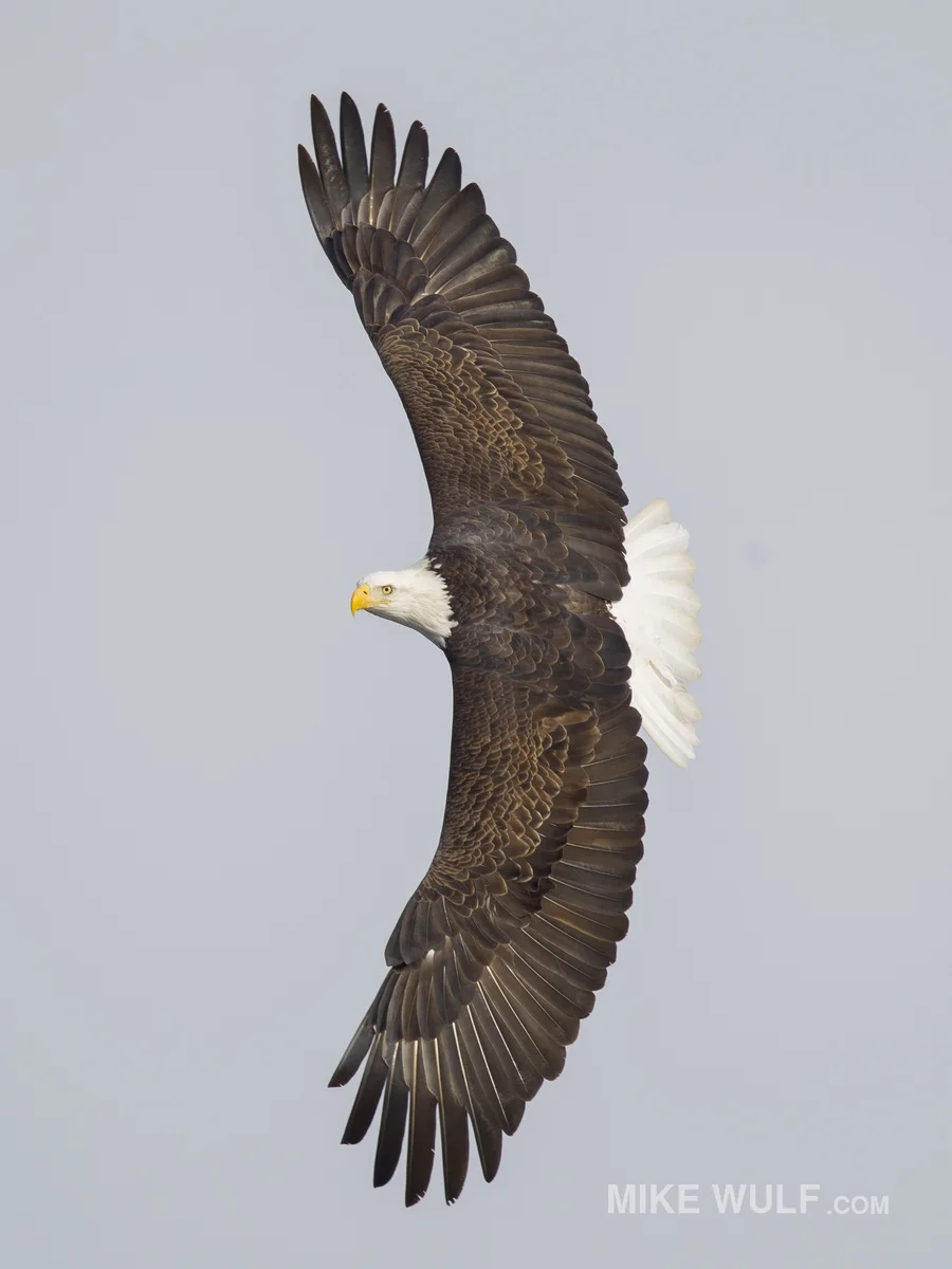 wulf_baldeagle_083.jpg