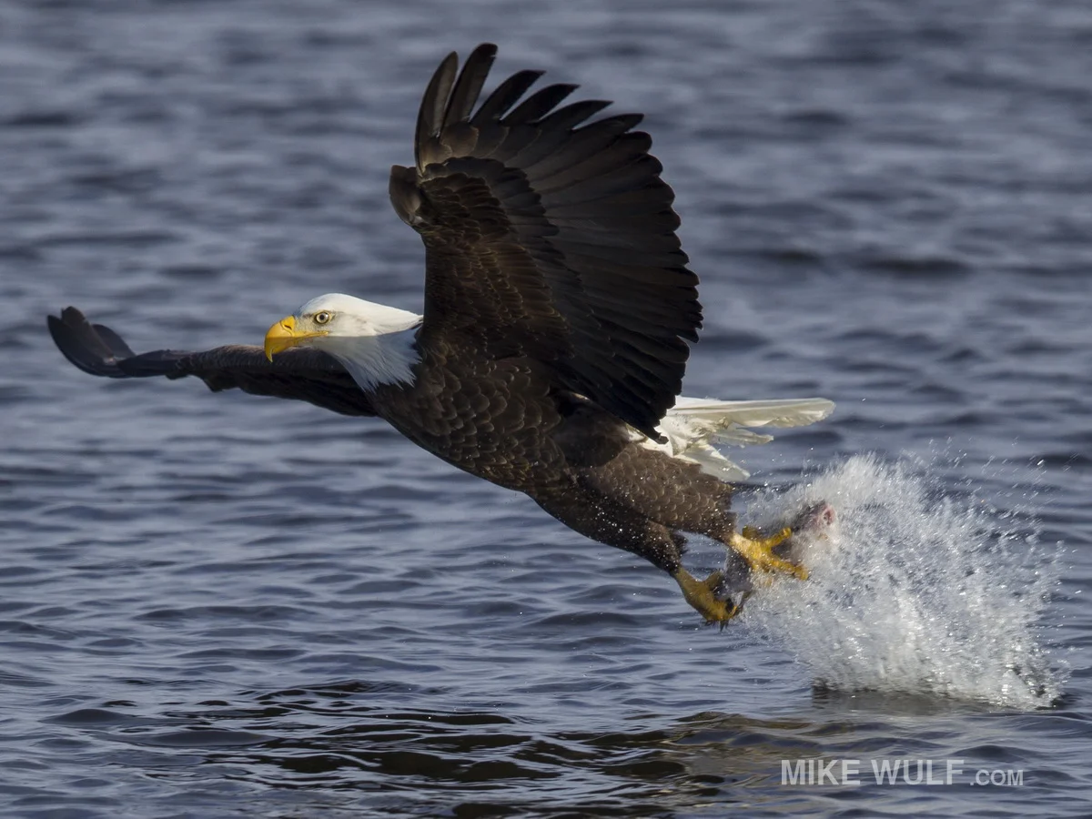 wulf_baldeagle_126_resize.jpg