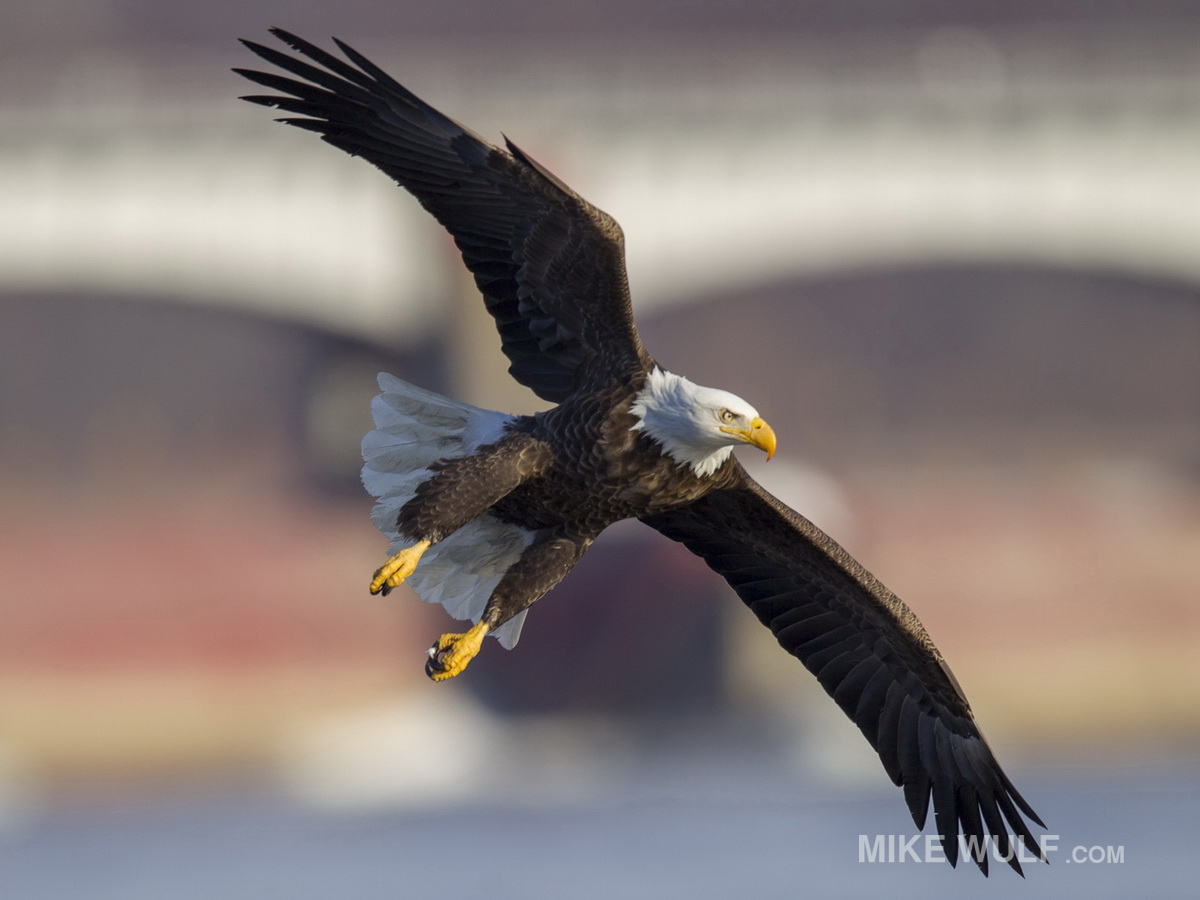 wulf_baldeagle_133_resize.jpg