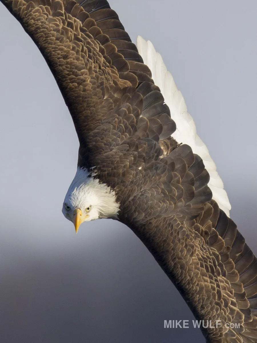 wulf_baldeagle_145.jpg