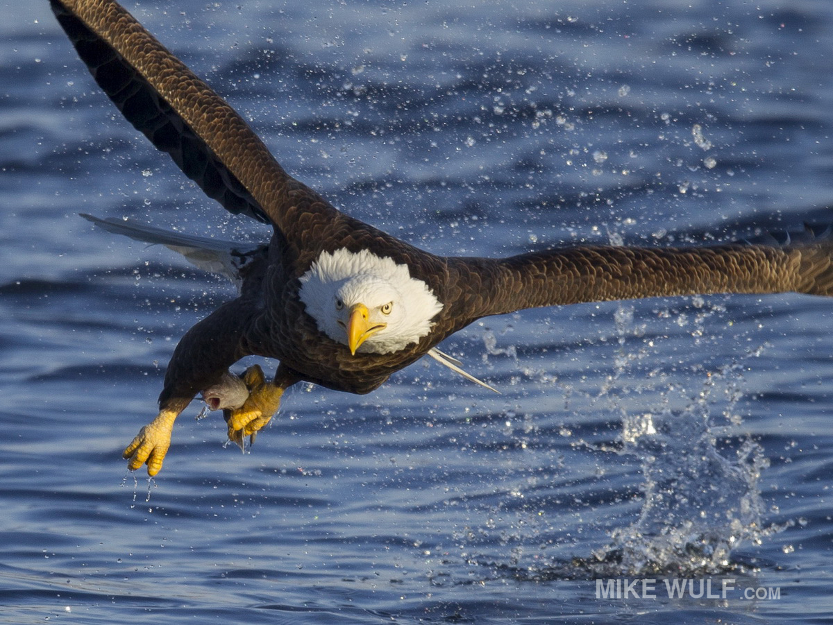 wulf_baldeagle_148_resize.jpg