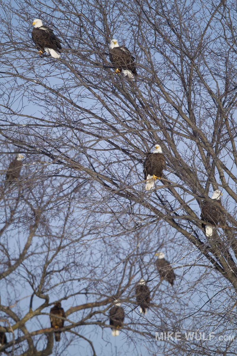 wulf_baldeagle_147.jpg